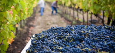 Vendemmia – Harvest – Récolte 2020