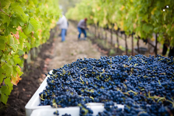 Report harvest forecast 2020