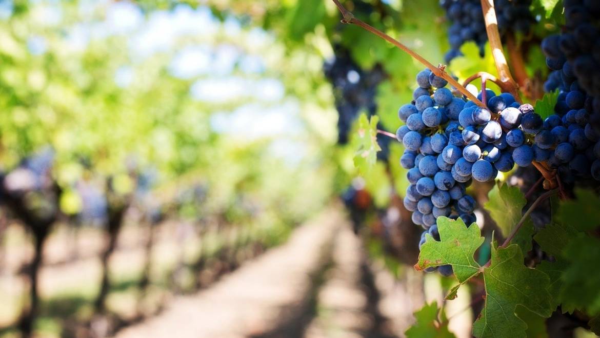 La vendemmia nell’Emisfero Sud