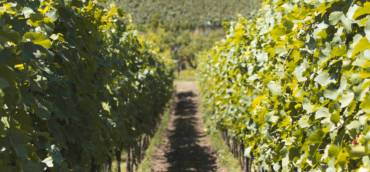Report vino Italia Giugno 2020