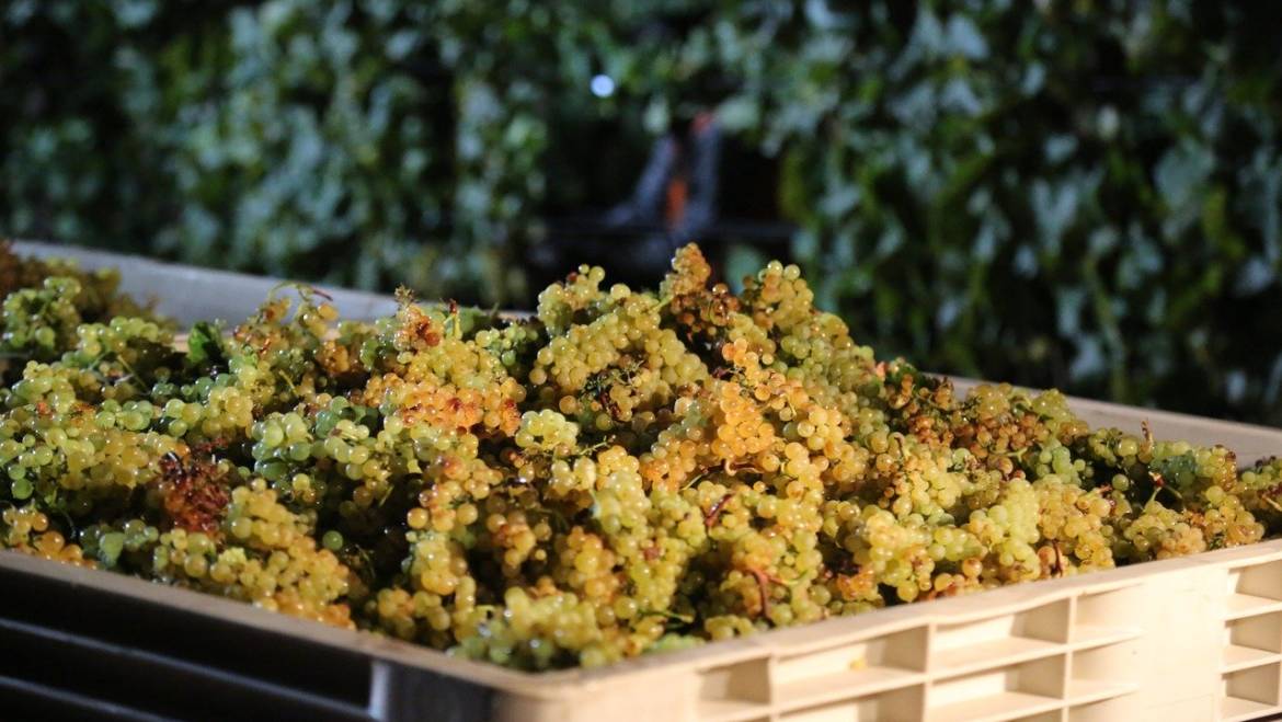 Harvest: report Italy September 2020