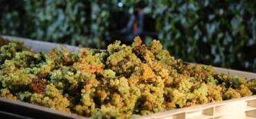 Harvest: report Italy September 2020