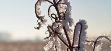 Situation in Italy after late frosts