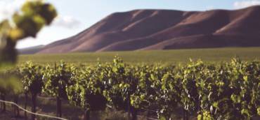 Report vendemmia 2021 Australia, Argentina e Cile