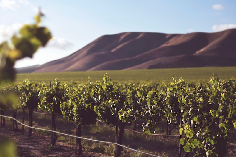 Report vendemmia 2021 Australia, Argentina e Cile