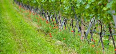 Vin: rapport sur le marché – Florasion – Juin 2021