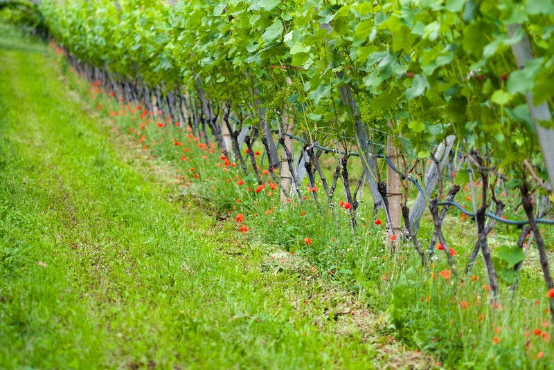 Wine Market Report – Flowering – June 2021