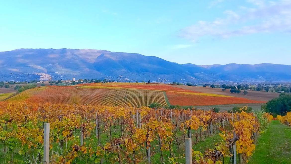 Vino: in Italia un 2021 sorprendente