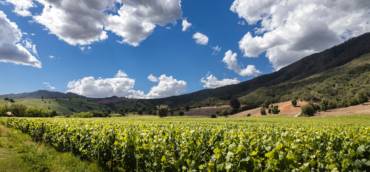 Harvest 2022: Chile and Argentina