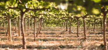 Wine report Italy June 2022