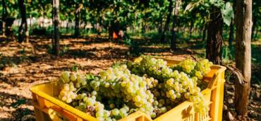 Wine report Italy September 2022