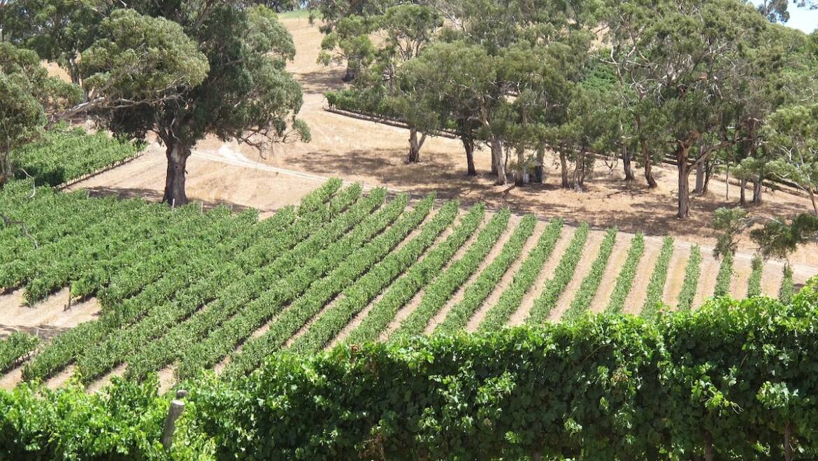 Harvest 2023: Australia and New Zealand