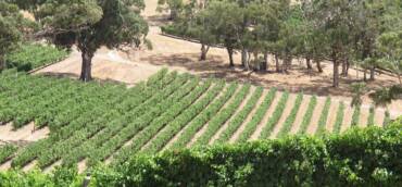 Report vendemmia 2023 Australia e Nuova Zelanda