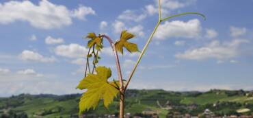 Punto sulla vendemmia e buona estate da Miravalle 1926!