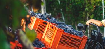 Report vendemmia 2023 in Italia