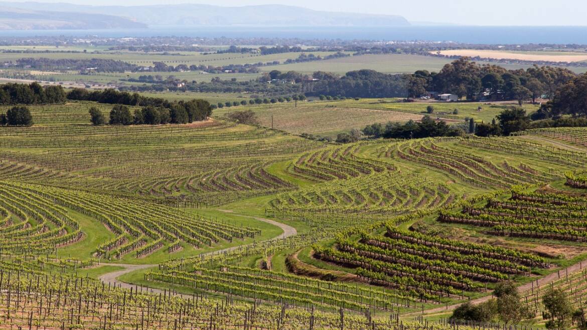 Harvest 2024: Australia, New Zealand, Chile and Argentina