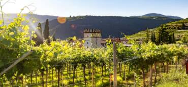 Wine report Italy June 2024