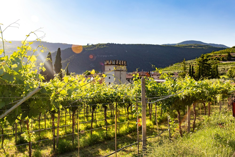 Wine report Italy June 2024