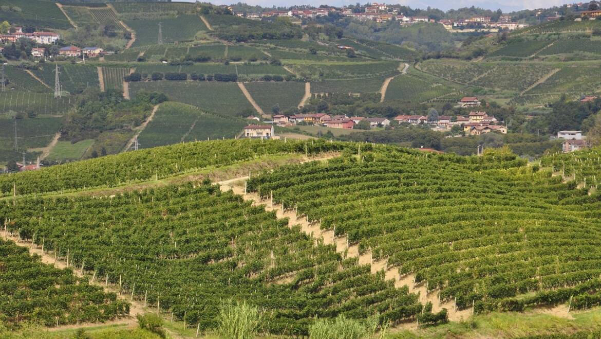 Vin: rapport Italie avril 2025