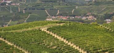 Vino: report Italia aprile 2025