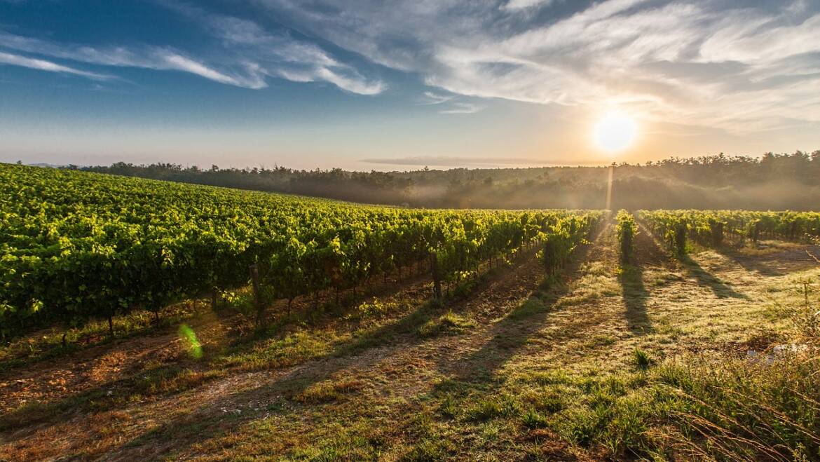 Vin: rapport Italie juin 2025
