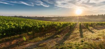 Vin: rapport Italie juin 2025
